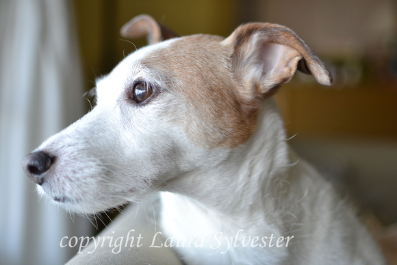jack russell watching out the window copy